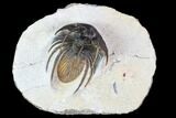 Nice, Spiny Kolihapeltis Trilobite - Rare Species #108183-1